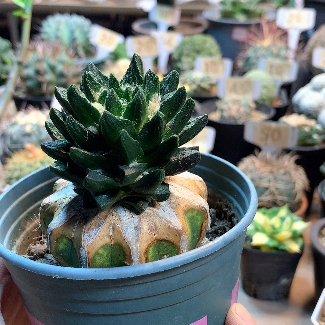 龙角牡丹