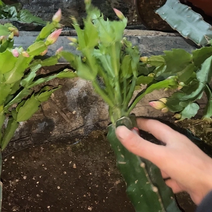 *****，28号带盆074嫁接苗