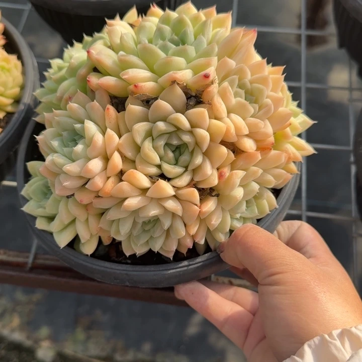 不知名多肉植物绿植