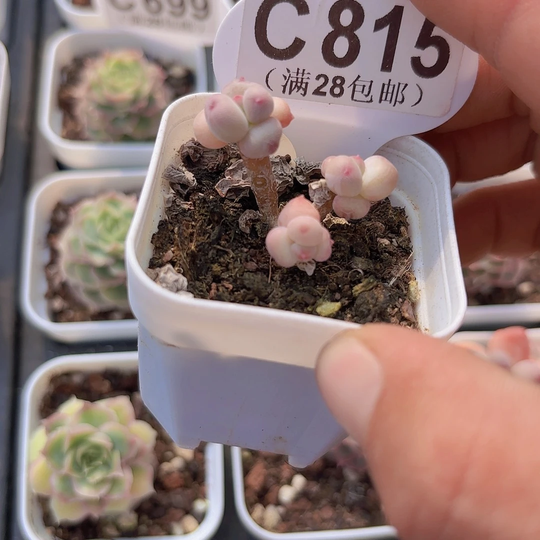 C815萤火虫一物一拍