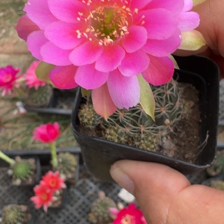 243丽花根掰花脱土发货瘦软伤