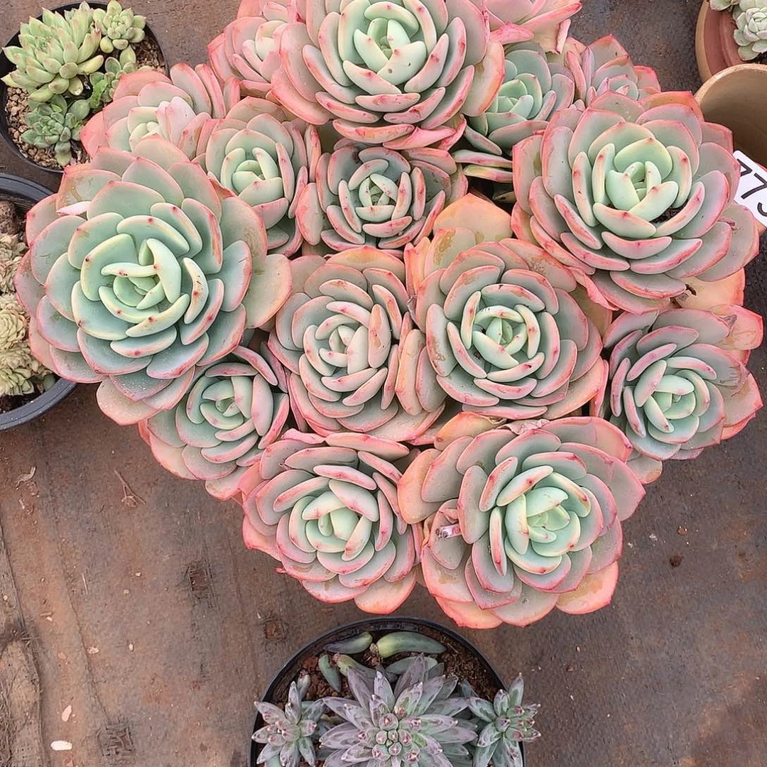 773白月光一物一拍多肉