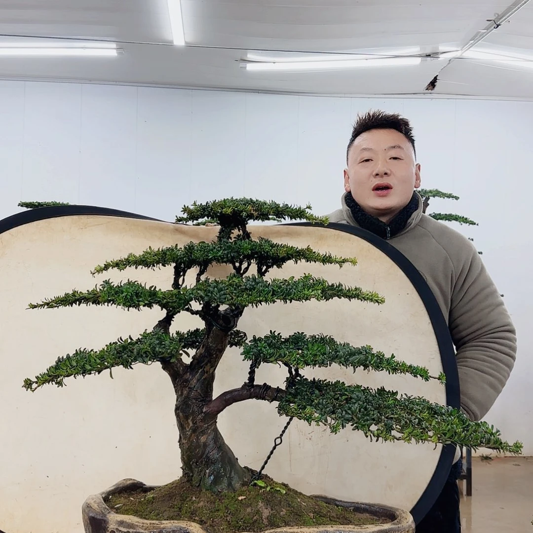 华**技盆景制作过程非常