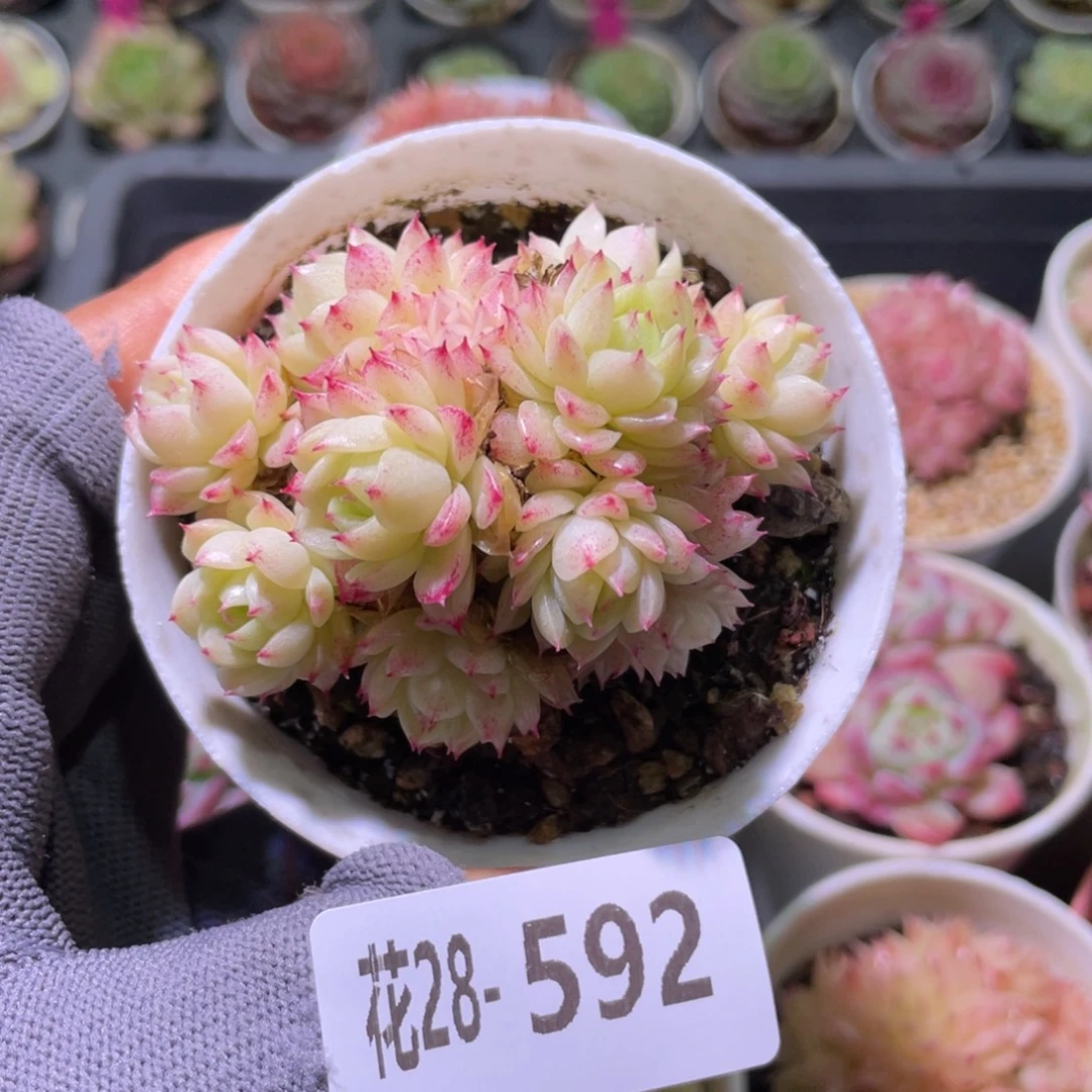 花利美28-592麦秆群
