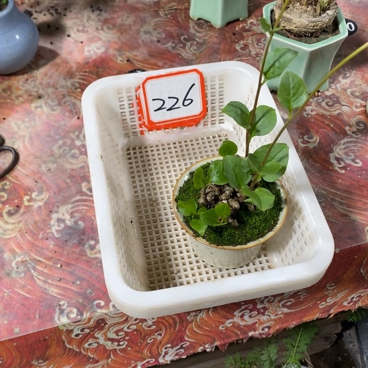 留***掌无花朵退款拉黑拉黑226