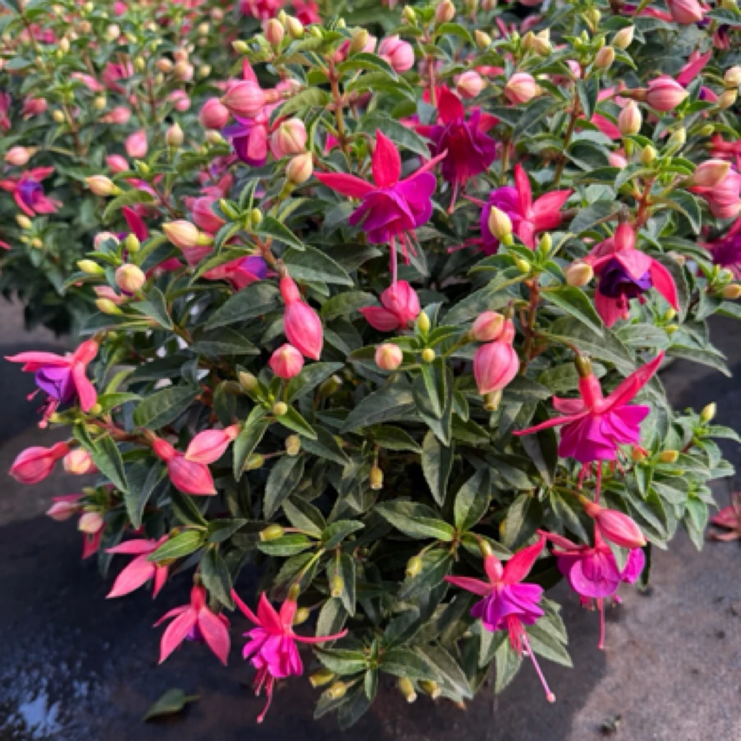 【紫燕舞】灯笼花倒挂金钟阳台庭院盆栽地栽花卉四季开花好养