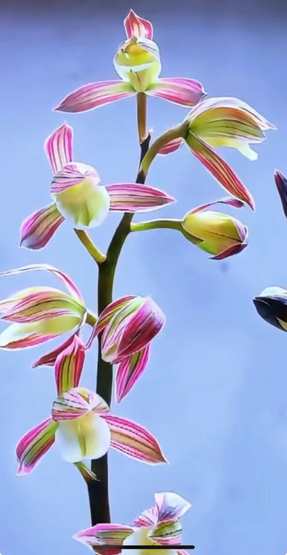 墨兰老种高级爪艺（双美人）4苗连体好养易活包对版