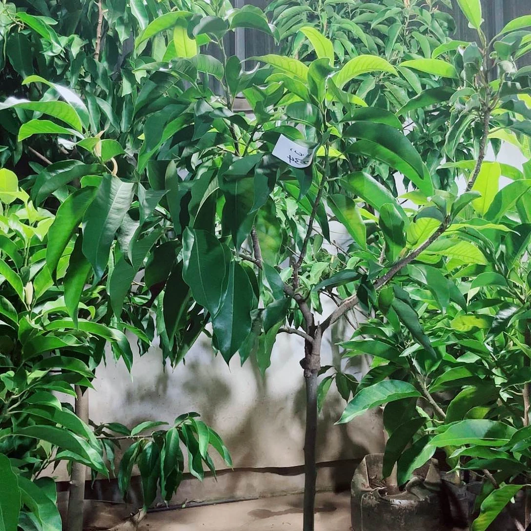 无花朵双色11111111