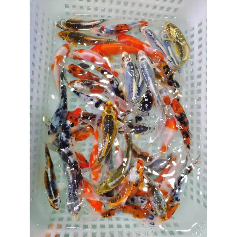 ②随机人均到手10条精品混搭6-10公分冷水观赏鱼