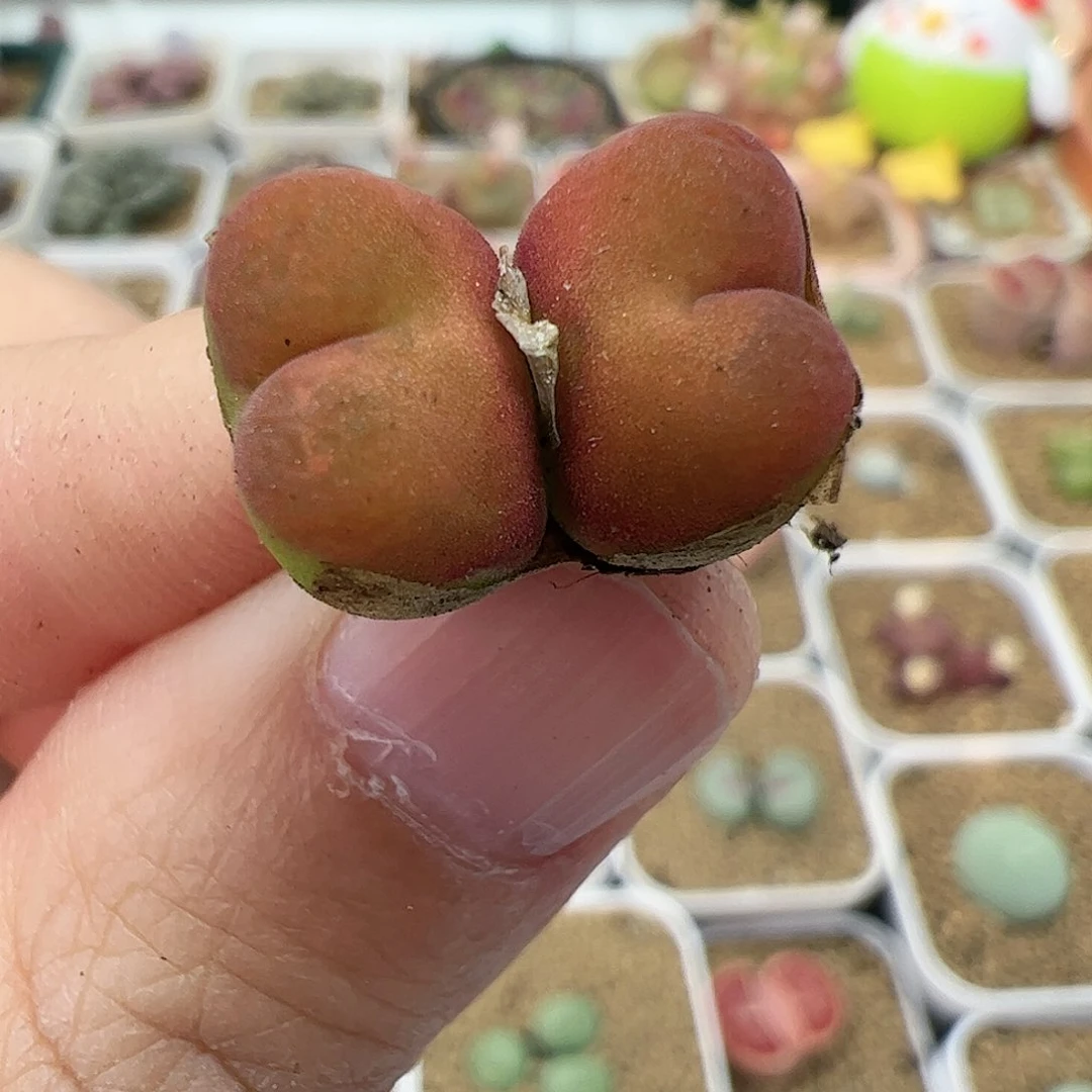 【闪购商品】83 水蜜桃