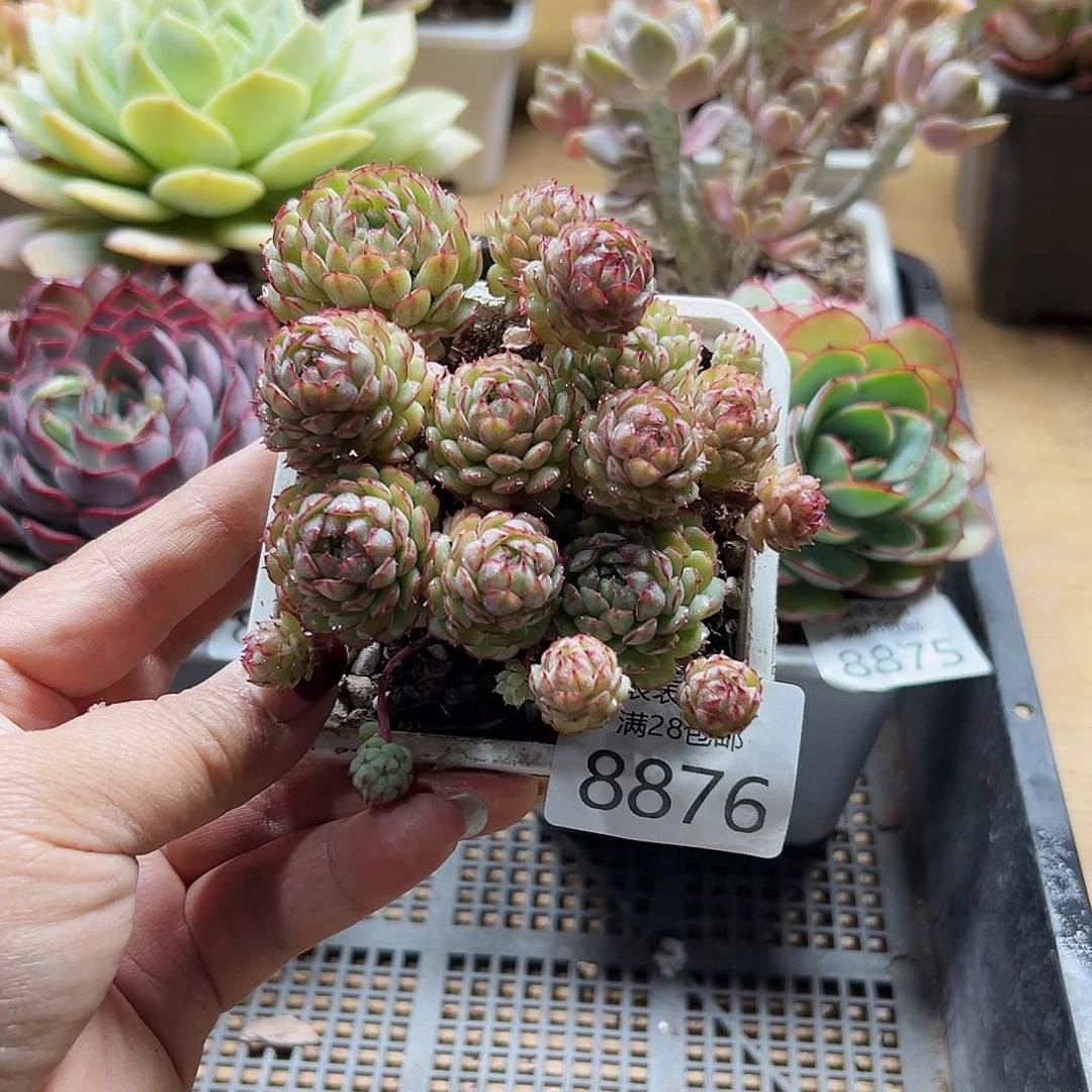 9号多肉一物一拍8876