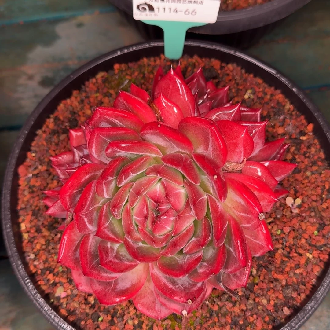 从前慢花园多肉编号1114-66