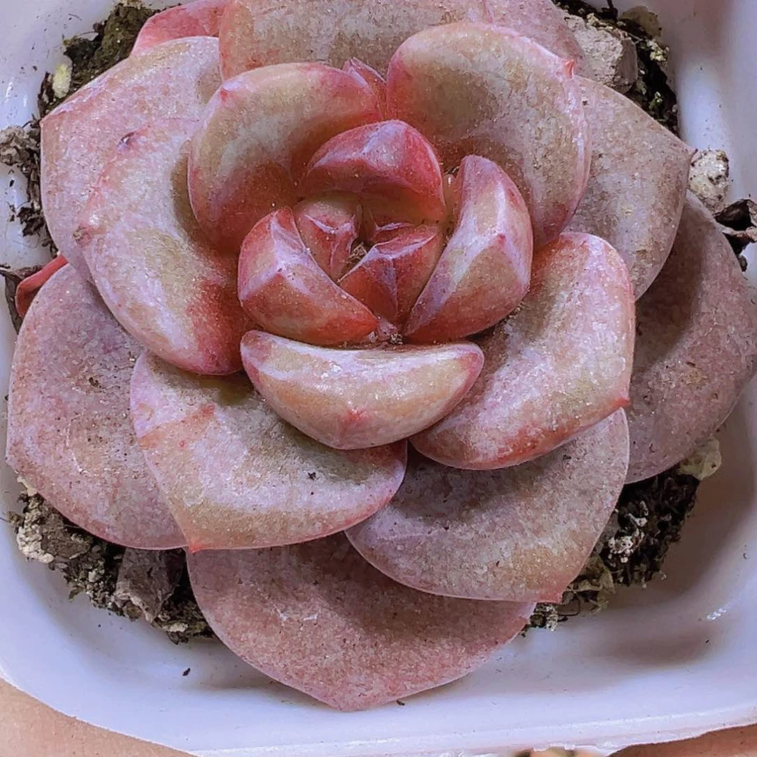 厚叶德国香槟19包邮