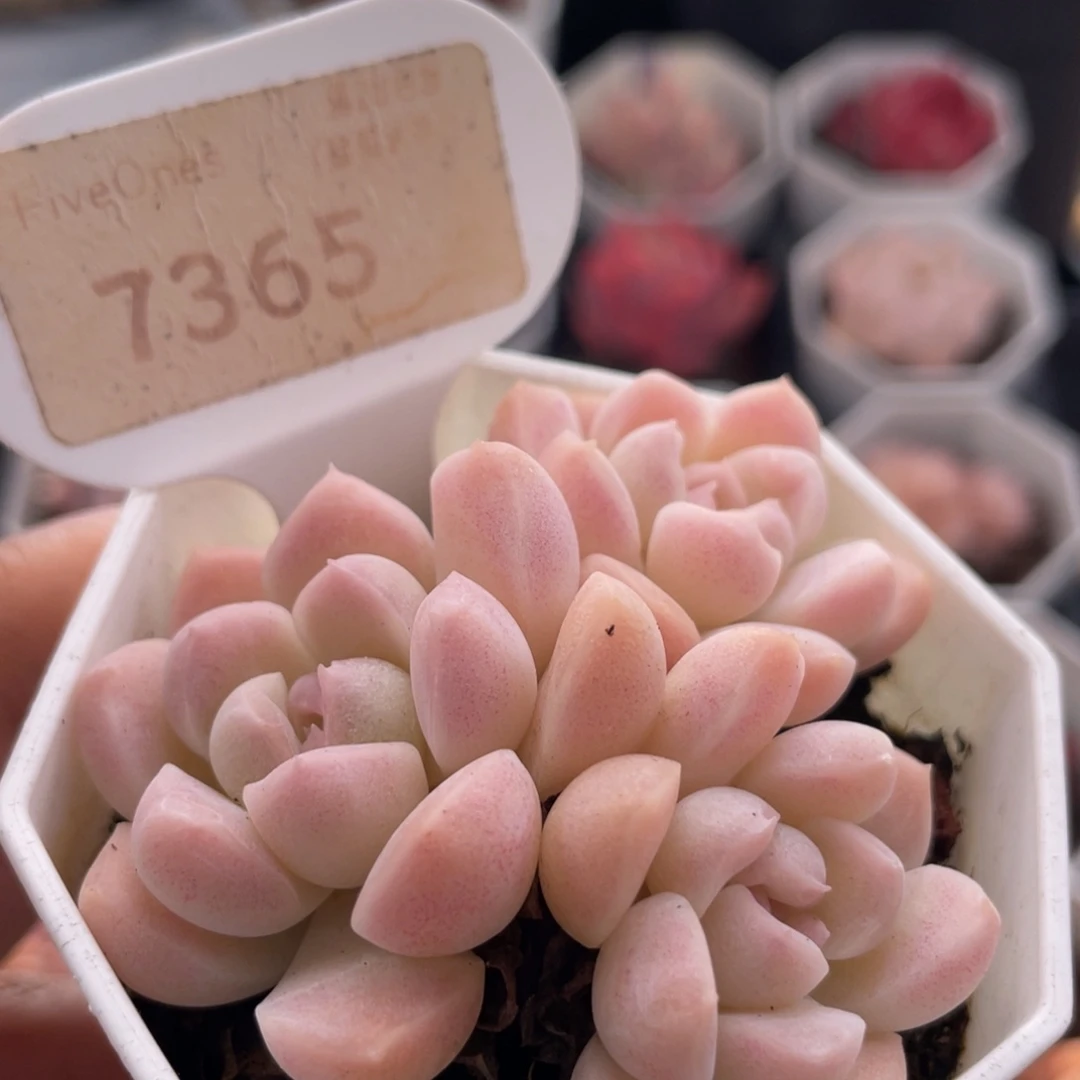 雪媚娘7365-6.5厘米