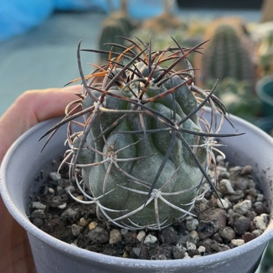 当前无花栽培后可以开花实生大尤栗星玉