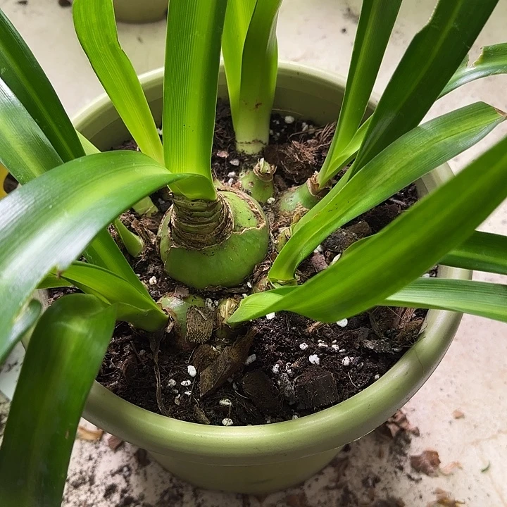 无花朵空灵少女6+带13侧