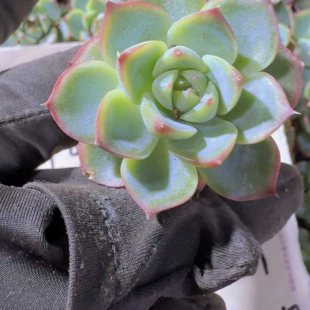 精品粉水晶两米三颗