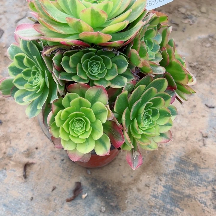 643奶多肉植物的