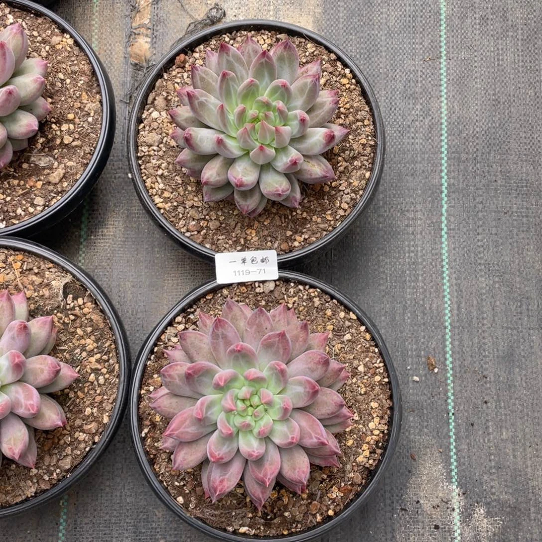 S****t1119-71-打包两颗。。。。。。