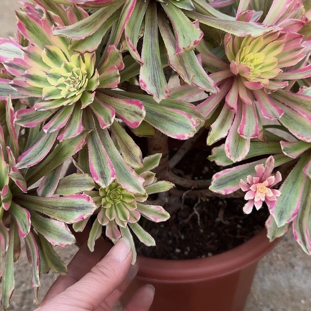 多肉植物粉钻2072