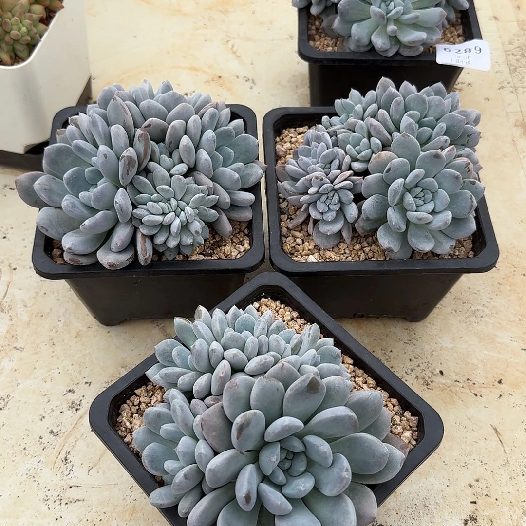 菩提子缀化14公分