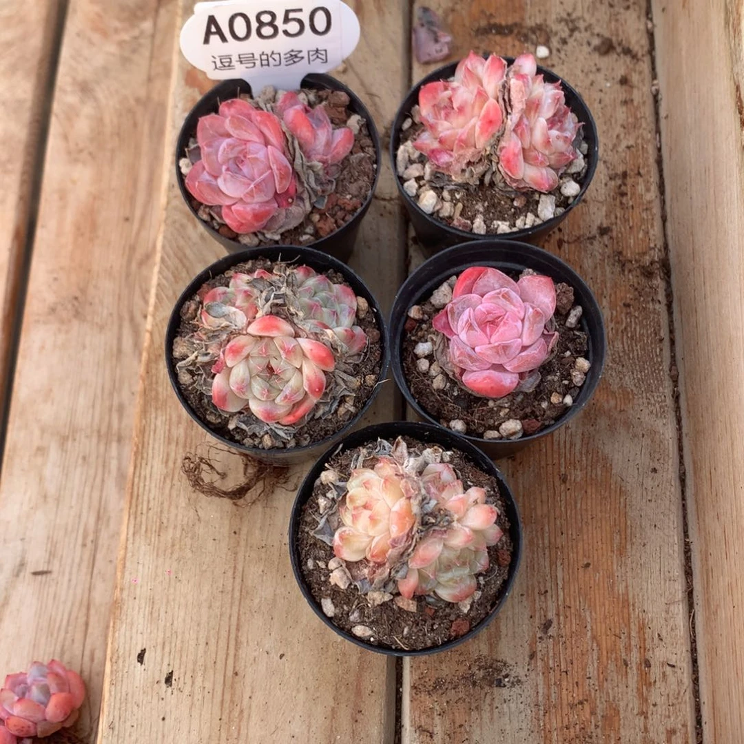 阿***平A0850 冰珀5棵 5cm