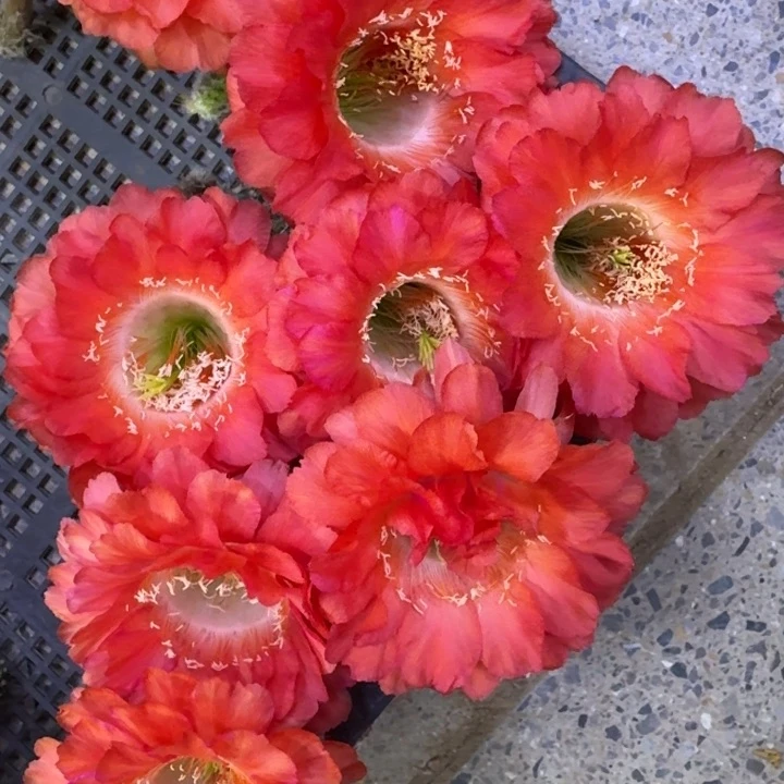 203彩草新娘歪3公分左右无根侧牙，20包邮