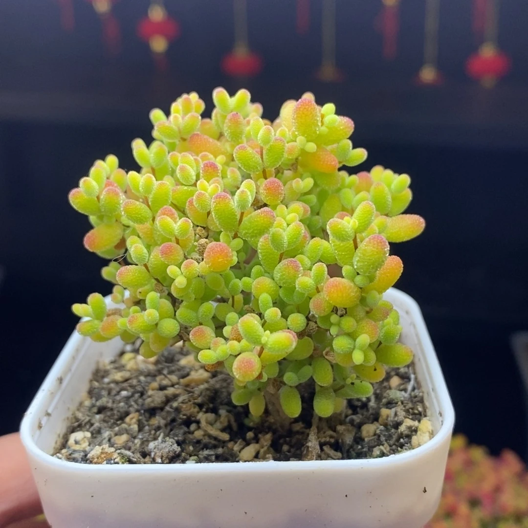 287号蜜橘糖球枝干多肉