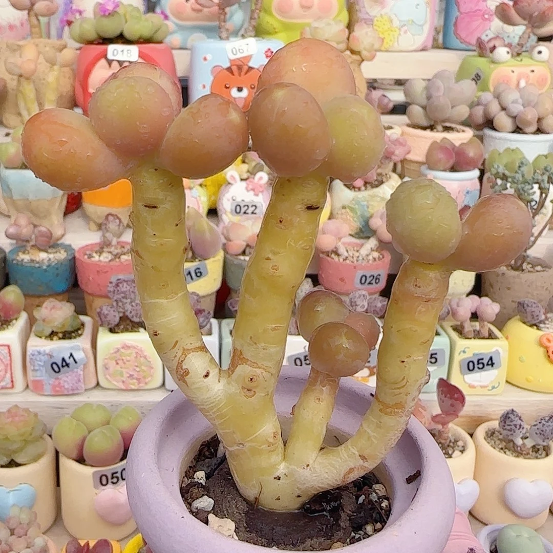 粗桩金蝉 盆口4cm
