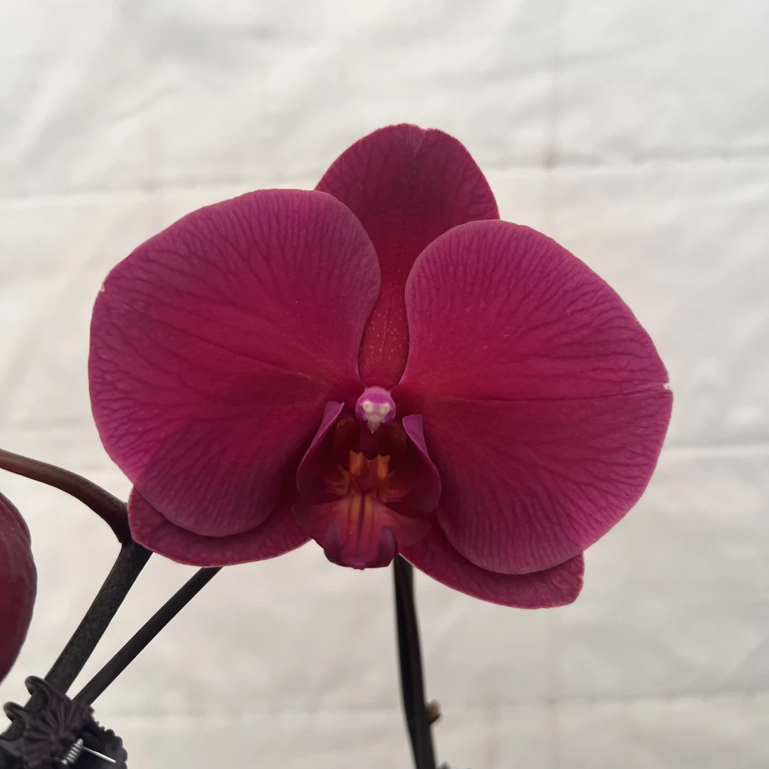 云鹏蝴蝶兰（洋洋得意）带花带花苞发货
