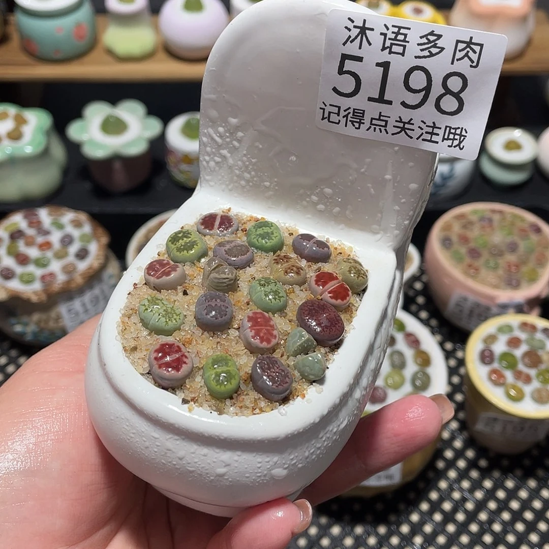 带盆土植物 一物一拍5198