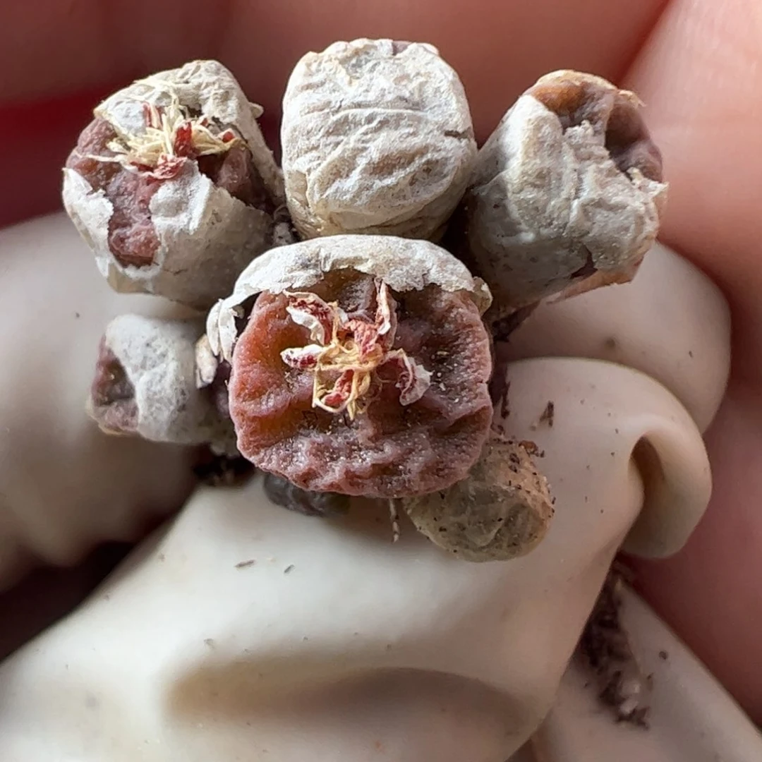 614 好看的多肉冲冲冲