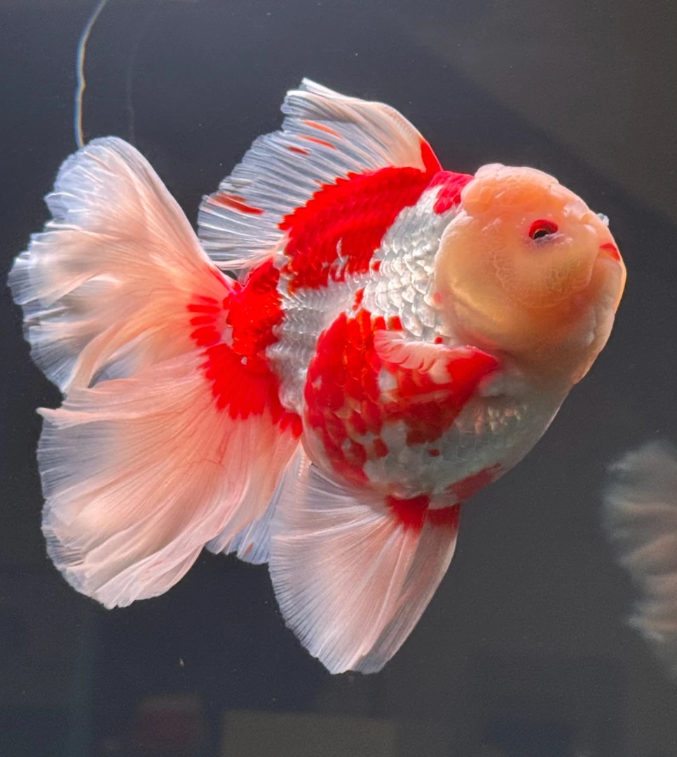 精品泰狮（实物以直播拍品为准，无开箱视频无售后）