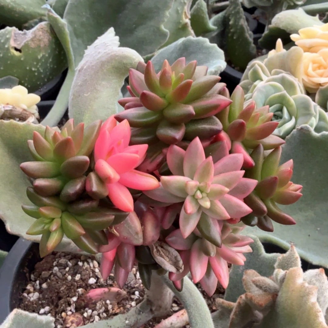 黑美人锦  锦上园艺青岛站