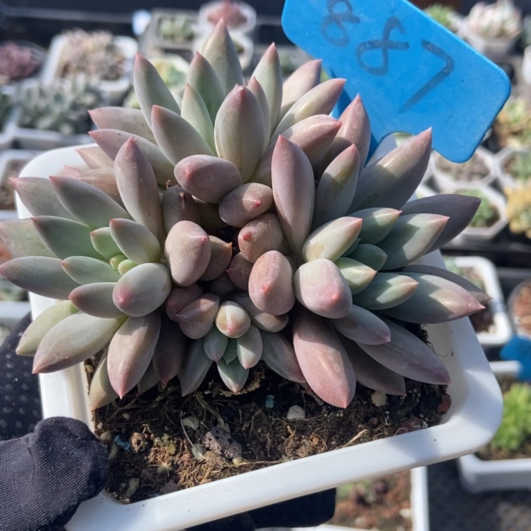 887车厘子多肉植物