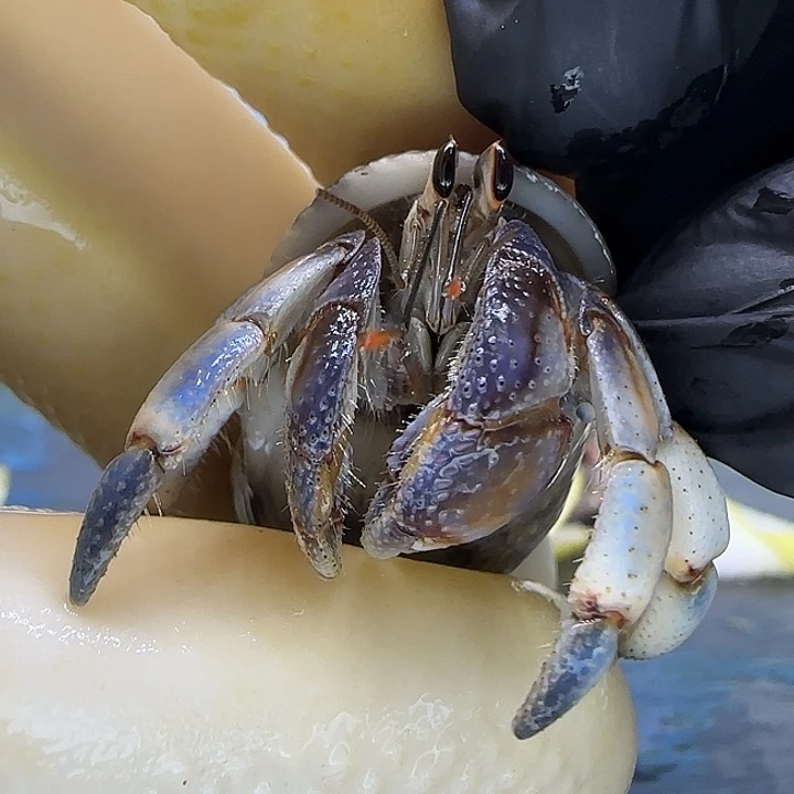 A46紫陆豆1.5cm口径