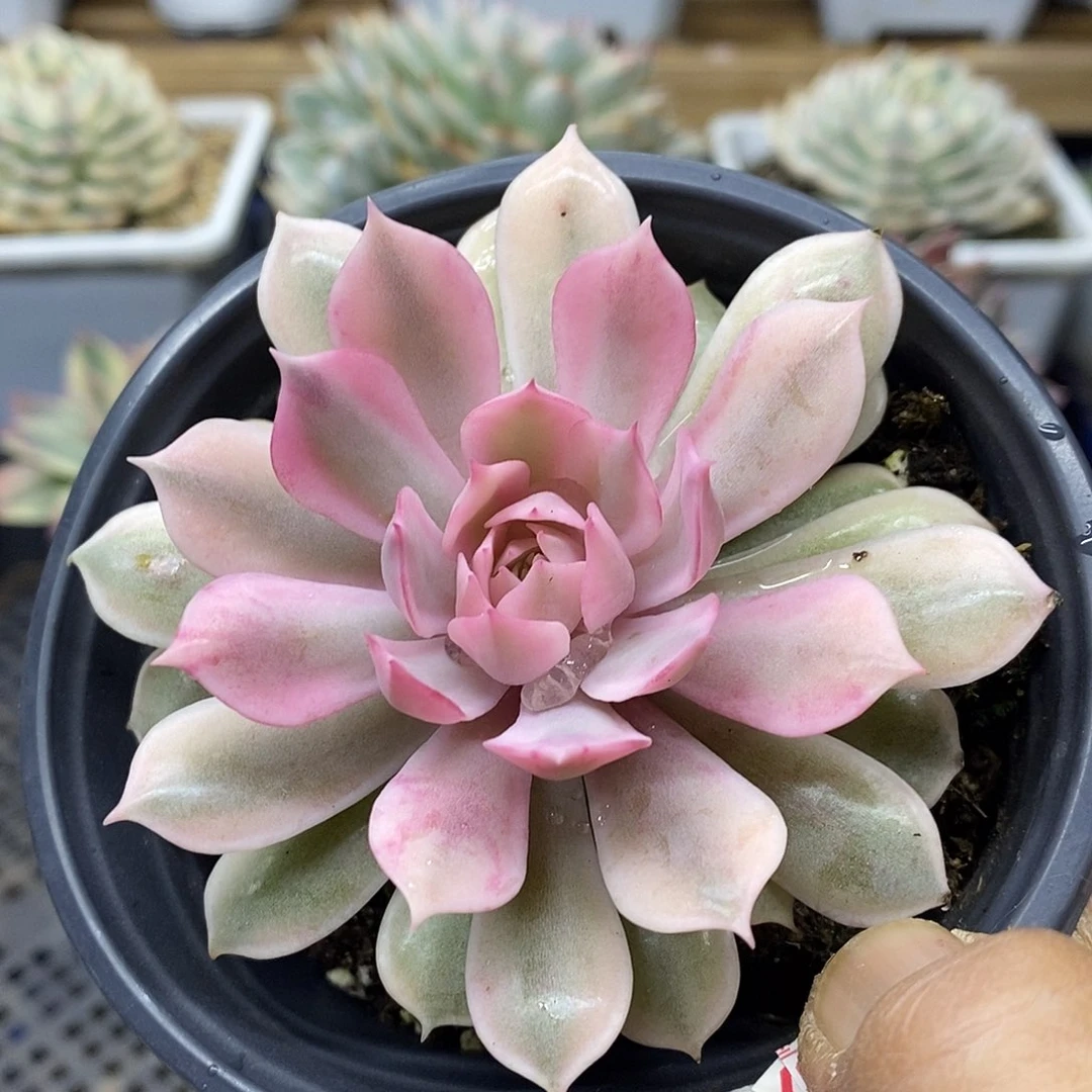 21124 粉蝶覆轮锦 需延时发货