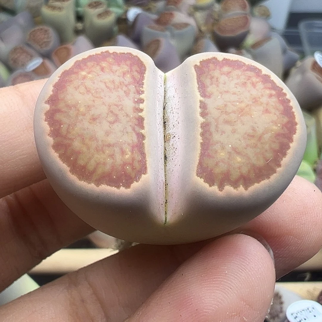 3826超美菊福利1111111