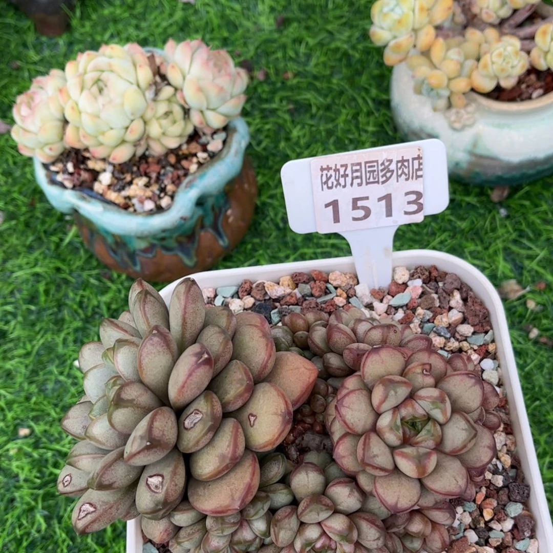 清***秋多肉植物1513……………..