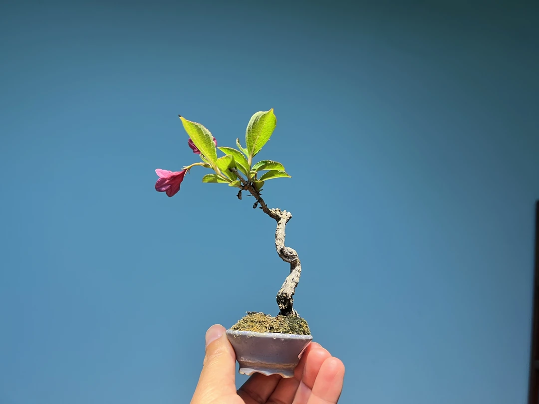 日本原盆进口锦带花