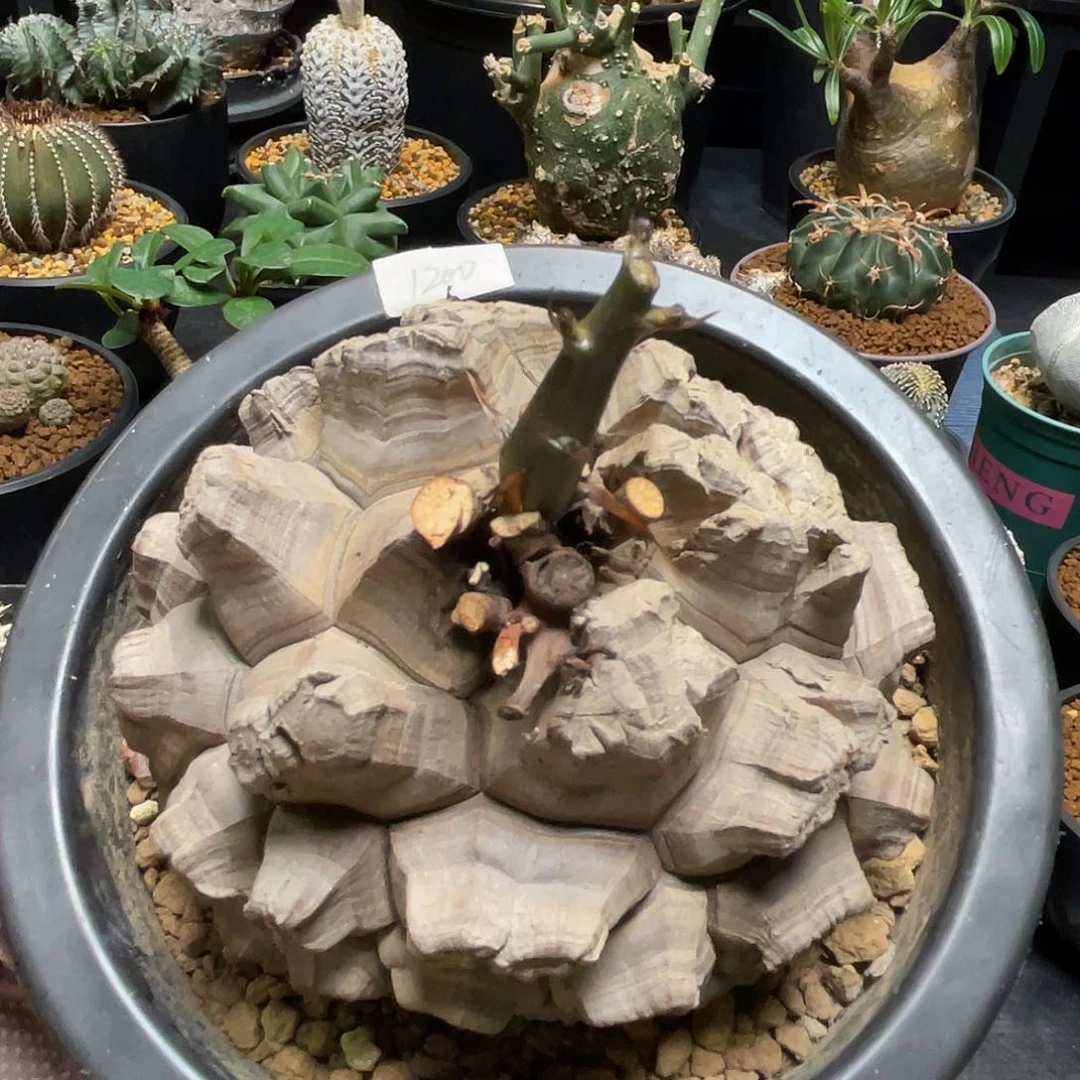 剑甲龟甲龙10.8公分