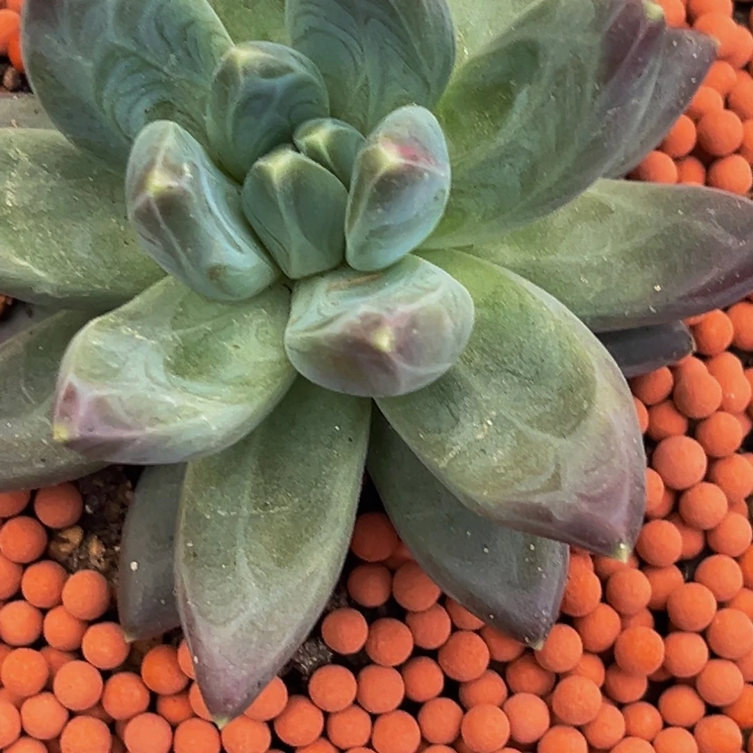 0005下午多肉植物群生