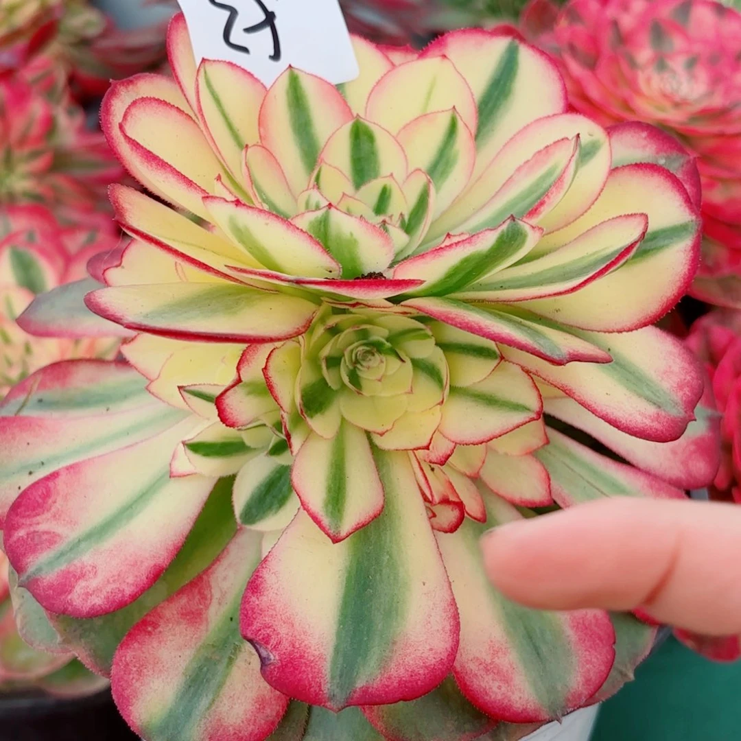 一物一拍多肉法师53