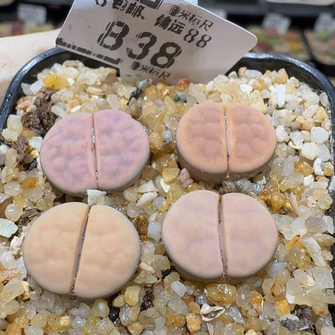 Ssss精品生石花838