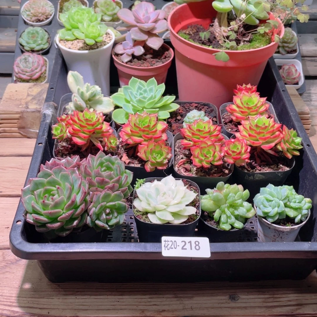 花利美20-218框拍15颗