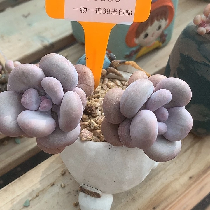 00330啊老婆我好我们