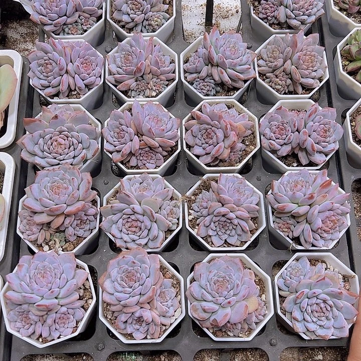 带崽星星橙19包邮多肉植物