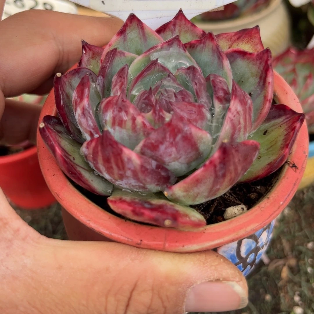 惊鸿一瞥768号多肉