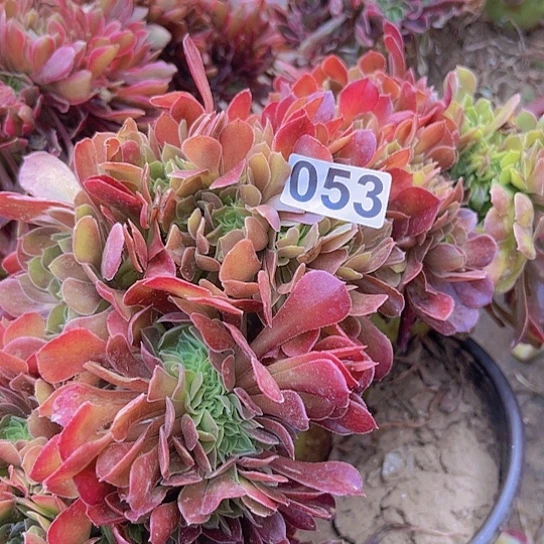 一**亿多肉植物一个