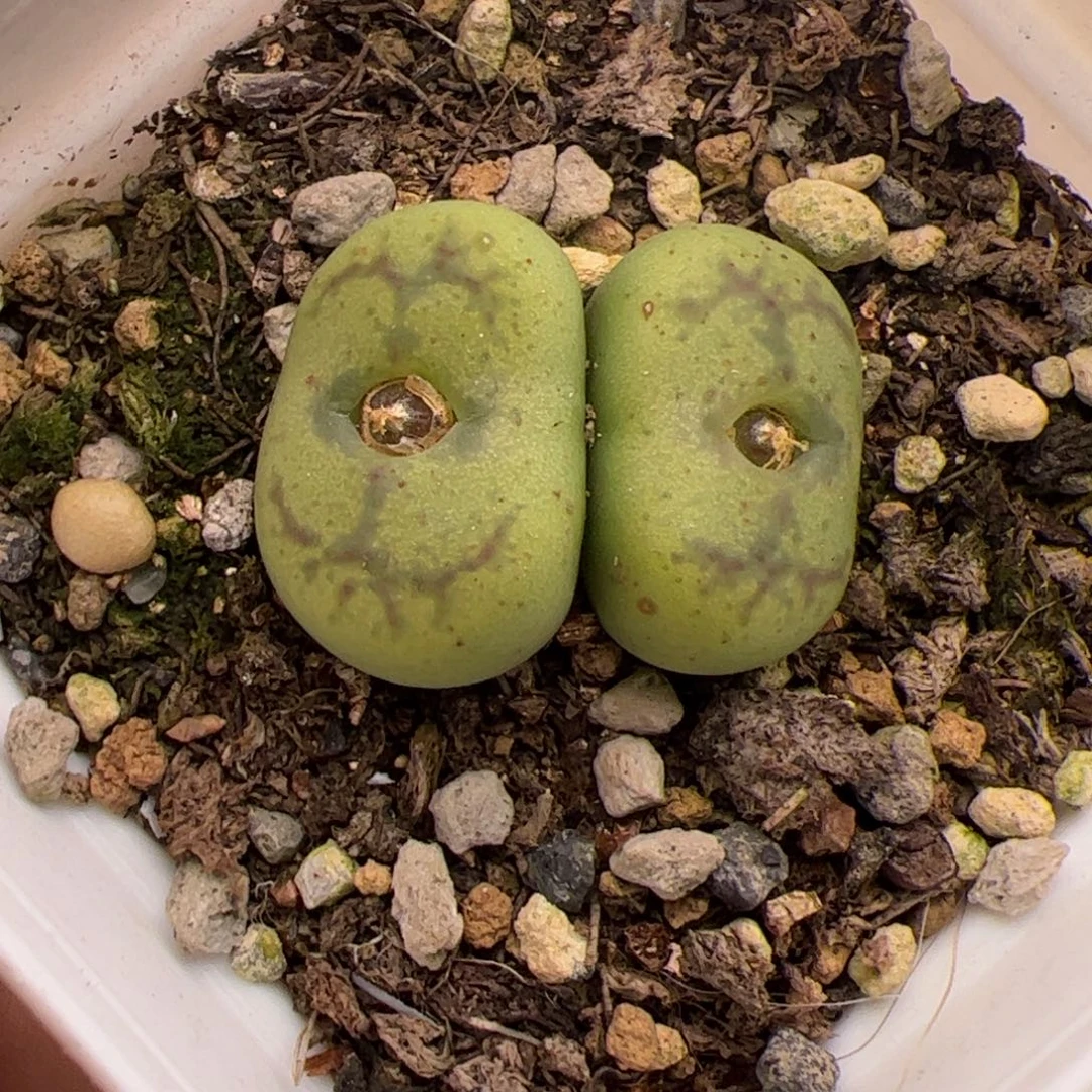 1.1绿体毛杂多肉植物509